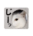 猫日和からオノマトペ（個別スタンプ：4）