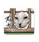 猫日和からオノマトペ（個別スタンプ：16）