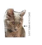 長毛こねこちゃん「わさび」（個別スタンプ：1）