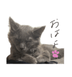 長毛こねこちゃん「わさび」（個別スタンプ：2）