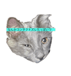 長毛こねこちゃん「わさび」（個別スタンプ：7）