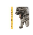 長毛こねこちゃん「わさび」（個別スタンプ：8）