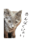 長毛こねこちゃん「わさび」（個別スタンプ：15）