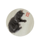 長毛こねこちゃん「わさび」（個別スタンプ：16）