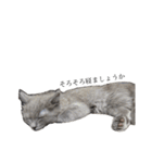 長毛こねこちゃん「わさび」（個別スタンプ：17）