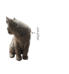 長毛こねこちゃん「わさび」（個別スタンプ：18）