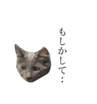 長毛こねこちゃん「わさび」（個別スタンプ：20）