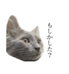 長毛こねこちゃん「わさび」（個別スタンプ：24）