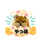 ポメラニアンのモアち（個別スタンプ：2）