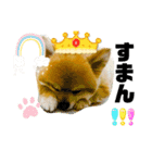 ポメラニアンのモアち（個別スタンプ：3）