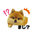 ポメラニアンのモアち（個別スタンプ：5）