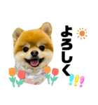 ポメラニアンのモアち（個別スタンプ：8）