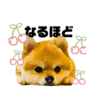 ポメラニアンのモアち（個別スタンプ：11）