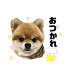 ポメラニアンのモアち（個別スタンプ：13）