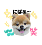 ポメラニアンのモアち（個別スタンプ：15）