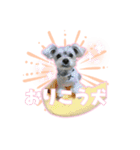 チャホちゃん_202407（個別スタンプ：1）
