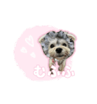 チャホちゃん_202407（個別スタンプ：2）