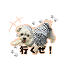 チャホちゃん_202407（個別スタンプ：3）
