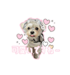 チャホちゃん_202407（個別スタンプ：11）