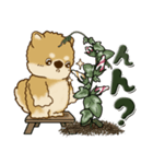 柴犬・茶色い犬 『朝顔を育てましょう』（個別スタンプ：34）