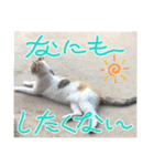猫のニャースとしろちゃん（個別スタンプ：6）