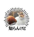 猫のニャースとしろちゃん（個別スタンプ：9）