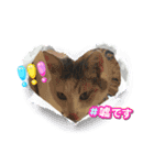 猫のニャースとしろちゃん（個別スタンプ：11）