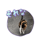猫のニャースとしろちゃん（個別スタンプ：14）