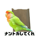 コザクラインコのうめちゃん6（個別スタンプ：7）