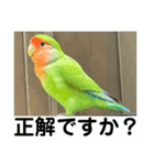 コザクラインコのうめちゃん6（個別スタンプ：12）