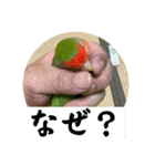 コザクラインコのうめちゃん6（個別スタンプ：16）