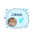 ねこの日常あいさつスタンプ（個別スタンプ：5）