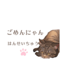 ねこの日常会話だにゃん（個別スタンプ：7）