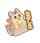 普段使いできそうな猫ちゃんのスタンプ集（個別スタンプ：21）