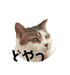 ちゃ香②（個別スタンプ：2）