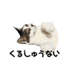 ちゃ香②（個別スタンプ：6）
