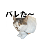 ちゃ香②（個別スタンプ：16）