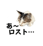 ちゃ香②（個別スタンプ：17）