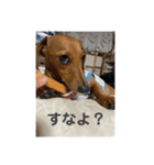 犬ちゃんのスタンプ4（個別スタンプ：7）