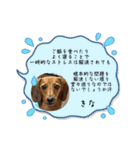 犬ちゃんのスタンプ4（個別スタンプ：21）