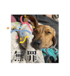 犬ちゃんのスタンプ4（個別スタンプ：24）