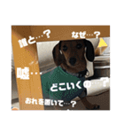 犬ちゃんのスタンプ4（個別スタンプ：25）