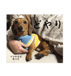 犬ちゃんのスタンプ4（個別スタンプ：34）