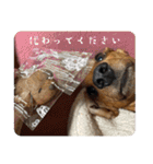 犬ちゃんのスタンプ4（個別スタンプ：36）