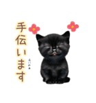 日常スタンプ 白猫と黒猫（敬語）（個別スタンプ：13）