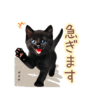 日常スタンプ 白猫と黒猫（敬語）（個別スタンプ：30）