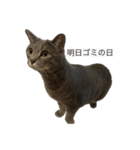 海鮮猫の日常2（個別スタンプ：1）
