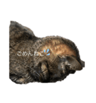 海鮮猫の日常2（個別スタンプ：2）
