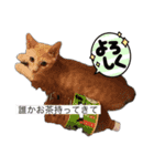 海鮮猫の日常2（個別スタンプ：4）