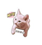 海鮮猫の日常2（個別スタンプ：5）